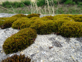 Mousse sur muret
