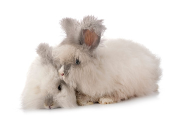 Obraz premium English Angora rabbits
