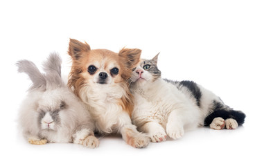 Obraz premium rabit, cat and chihuahua
