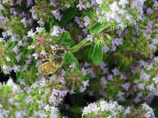 Abeille et fleurs de thym © CenedraBarak