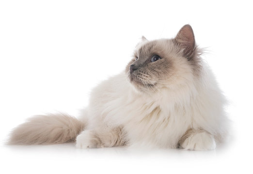 birman cat in studio