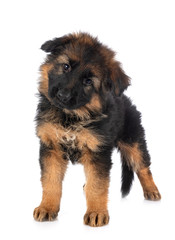 puppy german shepherd
