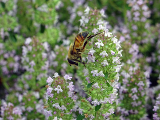Abeille et fleurs violettes