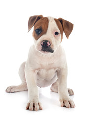 Obraz premium puppy american bulldog
