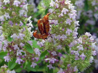 Triplette d'insectes