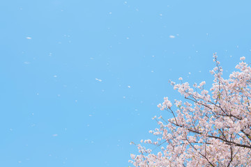 桜吹雪