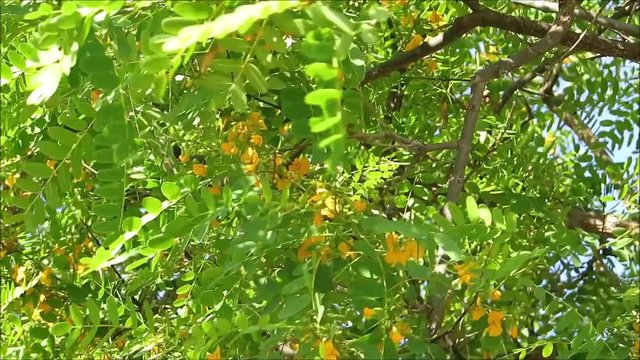 blossoms and flowers on Tipuana tipu tree in full bloom on very windy day near Andalusian village