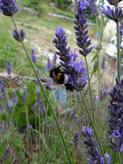 Bourdon sur lavande