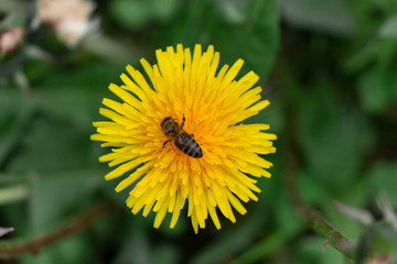 Honey bee on dandelion flower. Bamblebee on yellow flower. Top view on honey bee.