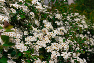 Little white flowers background. White flowers blooming bush. Honey bee on white flower. 