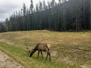 Naklejka na ściany i meble A wapiti or elk grazing along the side of the highway in Jasper National Park, Canada.