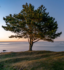 Fototapeta na wymiar lonely tree on the beach