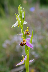 Orquídea abeja, Flor de la abeja, Abejera
(Ophrys apifera)