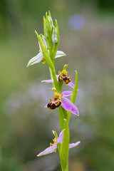 Orquídea abeja, Flor de la abeja, Abejera
(Ophrys apifera)