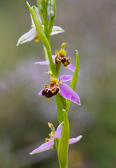 Orquídea abeja, Flor de la abeja, Abejera
(Ophrys apifera)