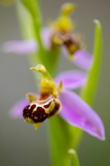 Orquídea abeja, Flor de la abeja, Abejera
(Ophrys apifera)