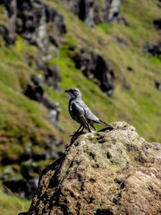 bird on a rock