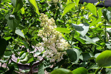white lilac flowers in the garden in spring