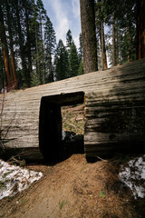 Sequoia Door