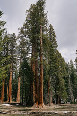 sequoia trees