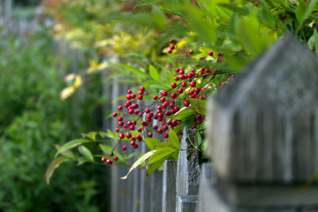 red berries growing in shrubs
