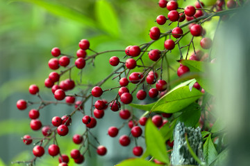 closeup of red berries