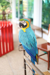Macaw at the zoo in thailand