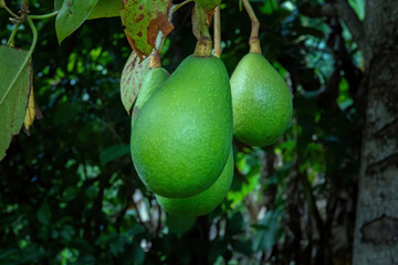 Fruto de aguacate en arbol maduro