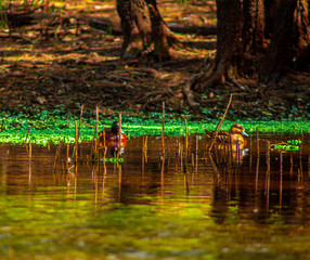 ducks in a pond