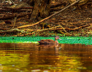 duck in a pond