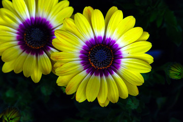 2 flowers with yellow petals and purple inserts