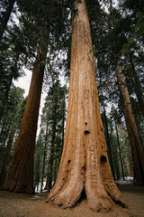 Sequoia Tree