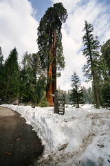 Sequoia Tree