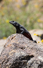 sentry on the rock