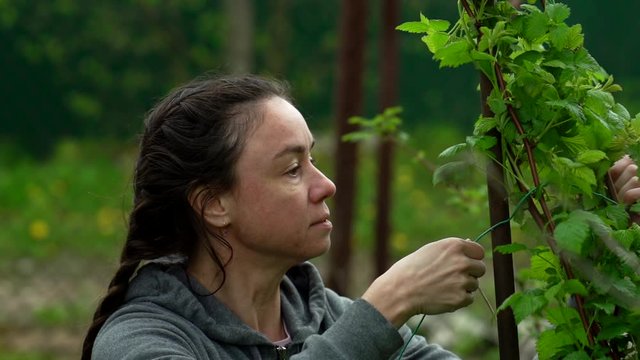 close-up portrait of a dark-haired middle-aged woman with two braids on her head, she is on the street in a dacha among green plants. She ties the Bush to a thin post, fixes it.