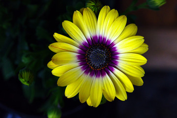 IMG_1542 yellow petals and purple inserts flower