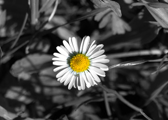 IMG_1521 daisy flower with black and white background