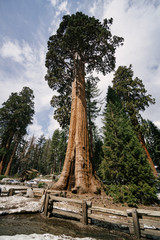Fototapeta na wymiar Sequoia Tree