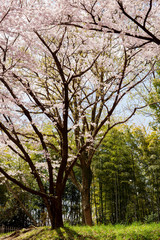 Fototapeta premium 桜、サクラ、sakura