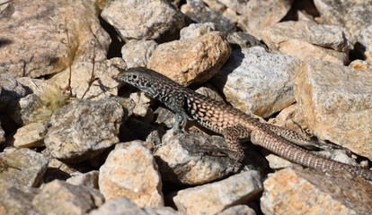 a western whiptail lizard in the desert