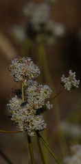 California buckwheat