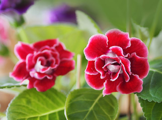 African violet Saintpaulias Gesneriaceac dark pink and red flower blooming in brown color clay pot blurred of background