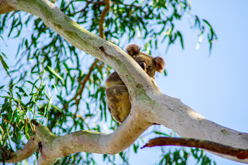 koala hiding behind a tree branch