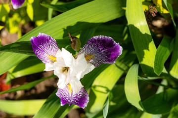 White-lilac irises close-up in the garden. Floral spring background. Beautiful blooming flower in the garden. Lilac-white irises in the sunlight on a flower bed. The blooming month of may.
