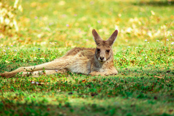 kangaroo lying on the grass