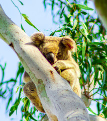 koala sleeping in tree
