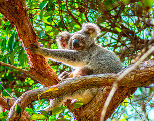 koala in tree coombabah
