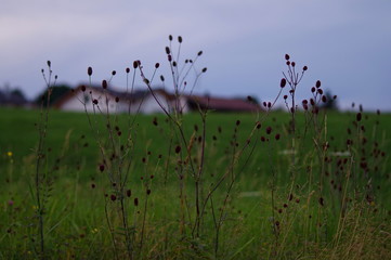 meadow in the summer country