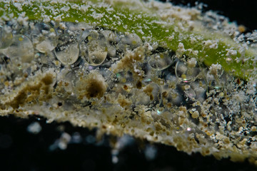 Pond Snail Eggs, Eier der Schlammschnecke 