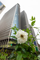 都会のビルと薔薇の花